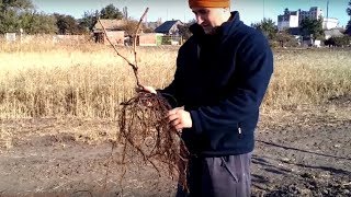 Осенняя посадка саженцев винограда
