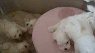 Мальтийская болонка (Maltese)- щенки