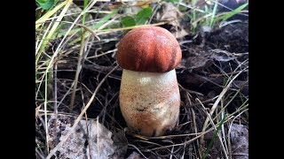 Подосиновики красавцы пошли в большом количестве! Грибы красноголовики собираю в осиновом лесу!