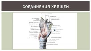 Гортань: строение, функции, кровоснабжение, иннервация, регионарные лимфаузлы