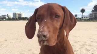 Ollie the Hungarian Vizsla. Port Melbourne, Australia