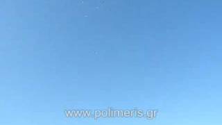 Greek Pigeons Wuta Polimeris ελληνικά περιστέρια βούτες (2) 2009