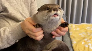カワウソさくら パラパラを踊る？カワウソ Otter dancing