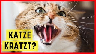 KATZE KRATZT - Gründe & Abhilfe wenn Katzen kratzen