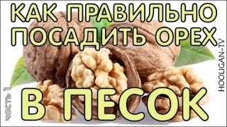 11. Как правильно посадить грецкий орех в песок. часть 1