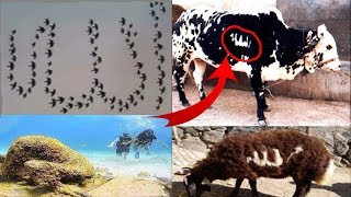 ОЛЛОХ МУЖИЗАЛАРИ ЧУДЕСА АЛЛАХА 2019