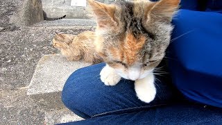 長毛猫をモフモフしてたら三毛猫が割り込んで膝の上に乗ってきた