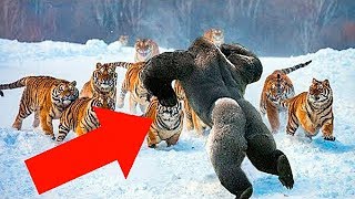 6 Самых Бесстрашных Животных