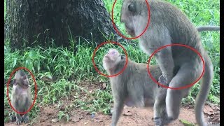 Funny baby monkey can't stay in place when Alpha tries to mate with his mummy