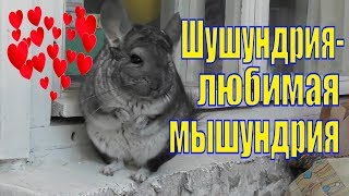 ШИНШИЛЛА ШУША /ЛЮБИМЫЙ/ ЗАБАВНЫЙ /ВЕСЕЛЫЙ ЗВЕРЕК