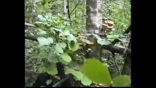 Опята попались,брусника и лисички.Грибы.*