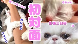 生後3日目！腰フリ名人の父猫が子猫と感動の初対面！【子猫の成長日記 #3】