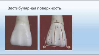 Анатомия центрального резца верхней челюсти