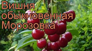 Вишня обыкновенная Морозовка (prunus cerasus morozovka) ? обзор: как сажать, саженцы вишни Морозовка