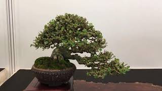 SINGAPORE BONSAI EXHIBITION
