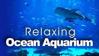 Beautiful HD Aquarium Video - Georgia Aquarium (Ocean Voyager I)