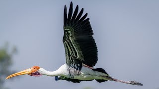 Голоса птиц Как поёт аист Марабу (Leptoptilos crumeniferus)