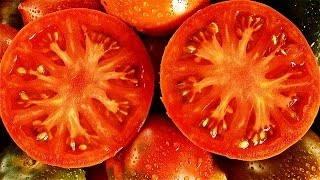 Der beste Dünger für Tomaten, meine Erfahrungen Tomaten zu düngen.