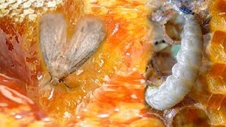 Настойка восковой моли-Лекарство Века!