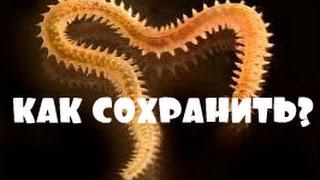 Рыбалка. Мои снасти на рыбу пеленгас и хранение морского червя "Нереис"