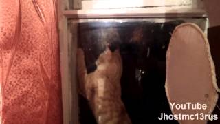 Приколы с животными 2013 - ловля бабочек за окном