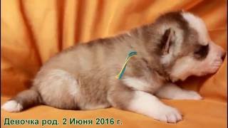 Щенки хаски -  Питомник Крылатки  http://www.wingsdog.ru/
