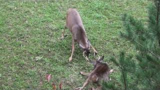 Archery Season 2010 Bow Hunting Pennsylvania #2