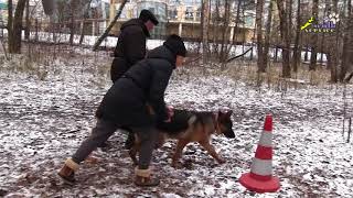 Сложное упражнение, эрдель и овчарка, дрессировка собак