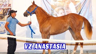 Remate Haras VZ 2017 Tercer Gran Remate Anual