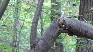 BIGFOOT IN VA  (He is on the MOVE) 9/2018