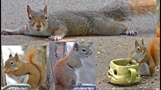 Beautiful Video or Cats and Dogs to Watch !