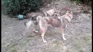 kryti Ebi a Kitt - československý vlčák