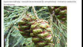 Семена Секвои купить продажа