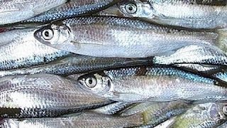 Рыбалка на маховую удочку. Ловля уклейки.