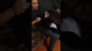 Прикольное видео щенка лабрадора. Крепкий сон!