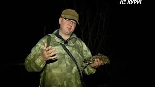 Весенняя охота на вальдшнепа на тяге . 2018