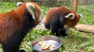 Home Safari – Lin Red Panda – Cincinnati Zoo