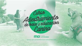 Curso Adiestramiento Canino - MasterD