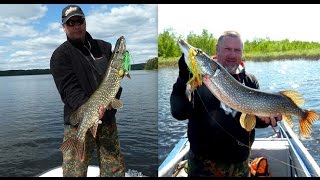 Ловля спиннербейтами на заросшем мелководье