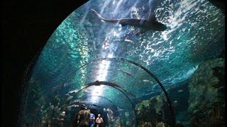 Akvária - Loro Parque Tenerife - Loro Parque’s Aquarium