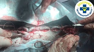 СЛОЖНЕЙШАЯ ОПЕРАЦИЯ СОБАКИ КАНИ КОРСО  МАСТЭКТОМИЯ И УДАЛЕНИЕ ПИОМЕТРЫ
