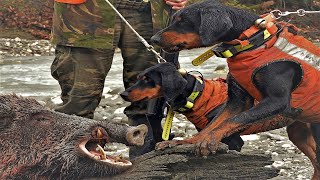 Wild Boar Hunting - Life of Boar Hounds