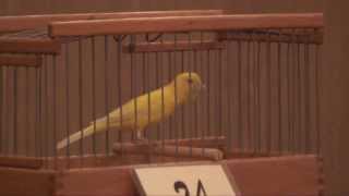 636. 2014 12 20  8-й Конкурс песни