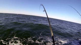 Big Gorilla bluefish on the Cock Robin - Deep Sea Fishing - Point Pleasnt, NJ 10/18/2013