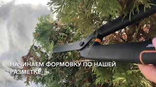ТОПИАРНАЯ СТРИЖКА / ТУЯ КОЛУМНА/ Формовка туи / Стрижка туи / Спираль из Туи
