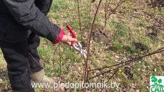 Абрикос. Обрезка абрикоса на куст весной и формирование кроны растения.