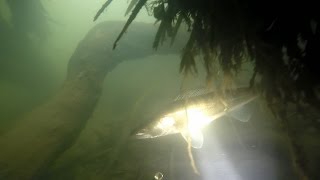 СУДАКИ гуляющие в корягах.подводная охота видео 2016
