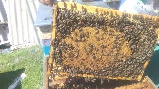 29.04.2018 г. Осмотр. Расширение семей. Часть 2.