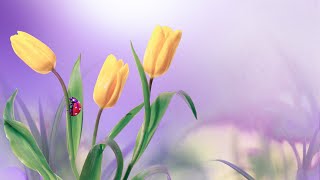 Deep Healing Miracle Tone | Meditation Music 528Hz | Self Love Energy | Detox Frequency