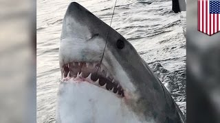 Great white shark: Fisherman hooks mammoth 3,000-pound shark off South Carolina- TomoNews